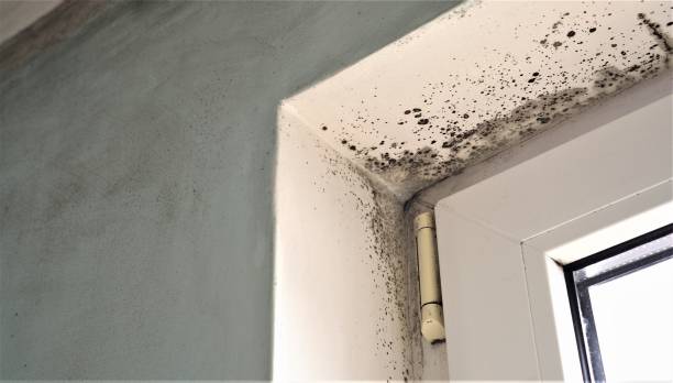 Best Mold-Related Health Consultation  in Towanda, PA