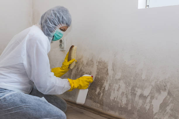 Towanda, PA Mold Removal Company