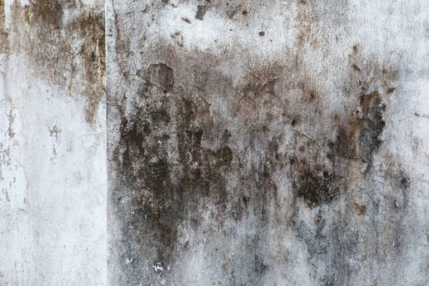 Best Air Quality Testing for Mold Spores  in Towanda, PA