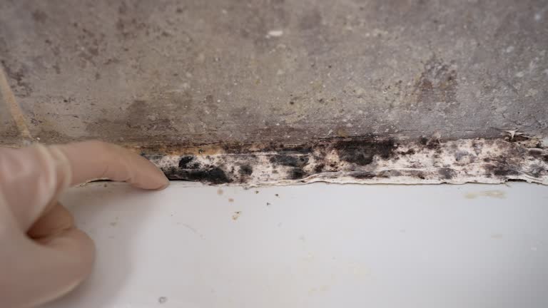 Best Mold Removal for HVAC Installations  in Towanda, PA